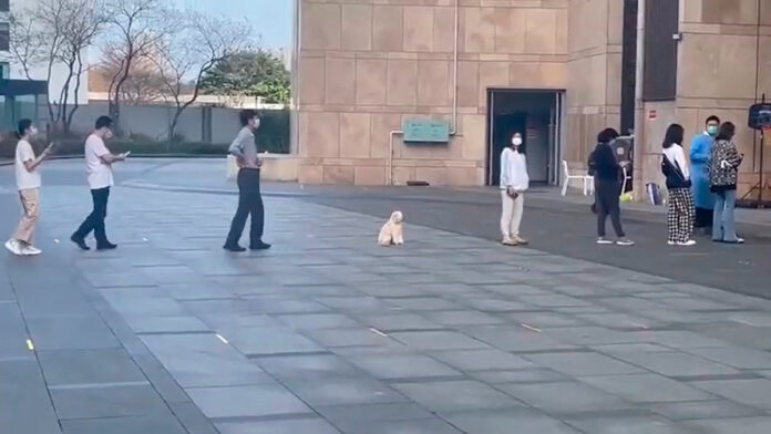 perrito sana distancia perrito sana distancia