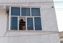 Rescata Profepa a un tigre de una vivienda en Edomex