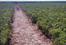 Amagan con acampar en tramo 5: “Que nos pase por encima” Tren Maya