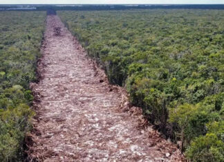 Juzgado acepta demanda contra empresas del Tren Maya Tren Maya