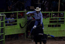 Toro causa terror en jaripeo de Chietla (VIDEO) Un toro escapó de un corral para embestir a los asistentes que disfrutaban de un jaripeo en la localidad de Viborillas de Hidalgo,. Foto: EsImagen // Ilustrativa