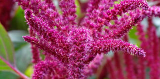 Investigadores de la BUAP estudian valor nutrimental del amaranto amaranto