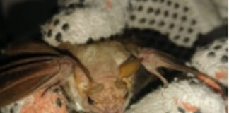 Rescatan a murcielago atrapado en el Metro de la CDMX