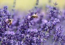 Cambio climático y agricultura excesiva provocan pérdida de insectos Insectos