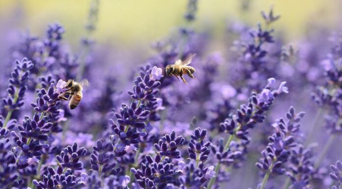 Cambio climático y agricultura excesiva provocan pérdida de insectos Insectos