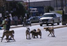 Maltrato animal: Diez denuncias diarias se reciben en Puebla capital