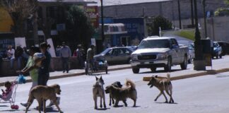 México, país con mayor número de perros callejeros en LATAM