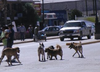 México, país con mayor número de perros callejeros en LATAM
