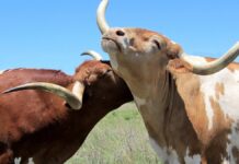 Prohibición de corridas de toros, en vilo en la CDMX Toros