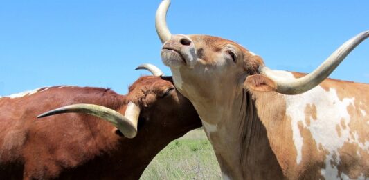 Toros