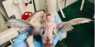 ¡¿Qué es eso?! Hallan extraño pez en el mar de Noruega