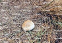 Localizan cráneo humano en San Andrés Cholula