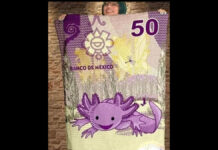 Crean cobija viral inspirada en billete del ajolote ajolote