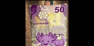 Crean cobija viral inspirada en billete del ajolote ajolote