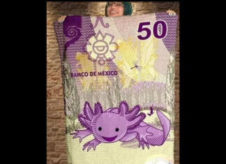 Crean cobija viral inspirada en billete del ajolote ajolote