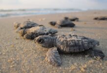 Lanzan petición para salvar a tortugas marinas en Puerto Escondido