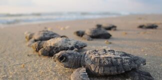 Lanzan petición para salvar a tortugas marinas en Puerto Escondido