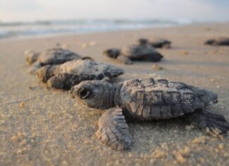 Lanzan petición para salvar a tortugas marinas en Puerto Escondido