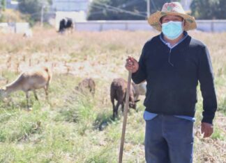 Abren ventanillas para apoyos al campo poblano campo