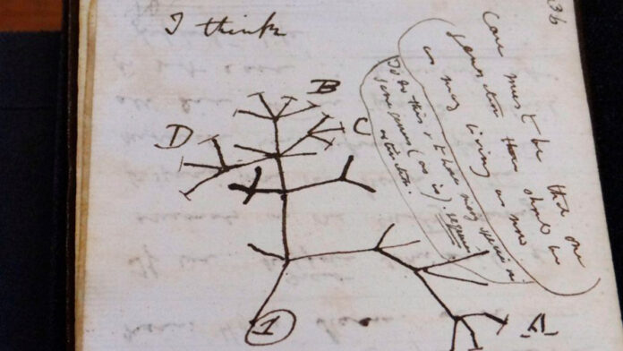 darwin Darwin