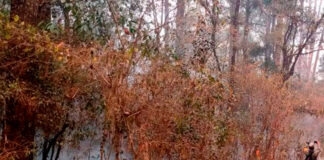 Incendio quema mil 500 hectáreas de la Reserva de la Biósfera ‘El Cielo’ El Cielo