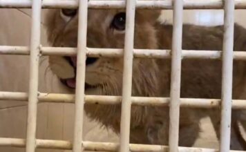 Rescatan a cachorro de león en calles de Ecatepec