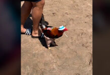 Gallo se va de vacaciones a Mazatlán y rompe internet gallo