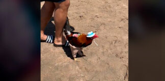 Gallo se va de vacaciones a Mazatlán y rompe internet gallo