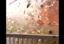 ¡Impresionante! Así de cerca filmó un hombre un tornado en Georgia tornado