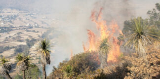 Reportan 69 incendios forestales activos en México Podrían presentarse incendios forestales severos, ya que las hojas y ramas se encuentran extremadamente secos.