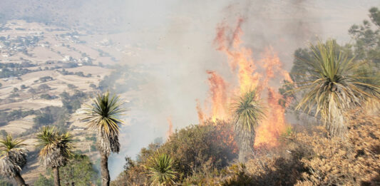 Podrían presentarse incendios forestales severos, ya que las hojas y ramas se encuentran extremadamente secos.