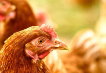 Detectan brote de influenza aviar AH7N3 en Coahuila Nuevo León