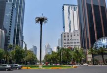 Retiran palmera centenaria del Paseo de la Reforma palmera