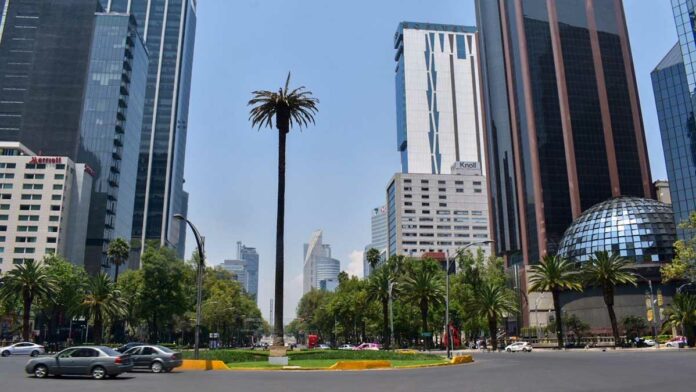palmera palmera