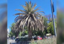 Aplican tratamiento a árboles y palmeras de Avenida Juárez palmeras