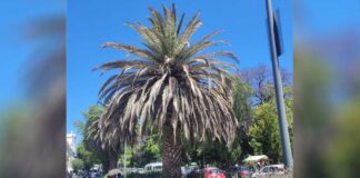 Aplican tratamiento a árboles y palmeras de Avenida Juárez palmeras