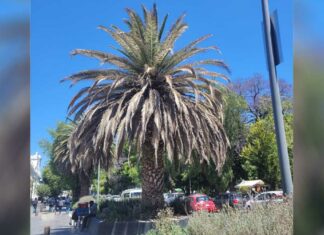Aplican tratamiento a árboles y palmeras de Avenida Juárez palmeras