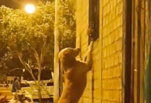 ¡Amor prohibido! Perrito visita a escondidas a su “novia” perrito