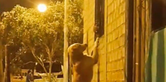 ¡Amor prohibido! Perrito visita a escondidas a su “novia” perrito