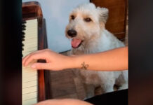 Perrito presume talento musical en TikTok y se hace viral perrito