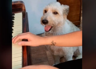 Perrito presume talento musical en TikTok y se hace viral perrito
