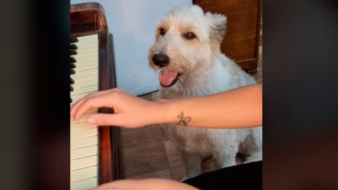 perrito perrito