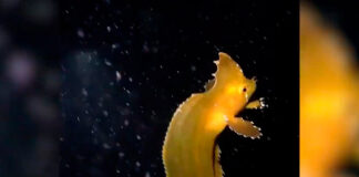 Captan a extraño pez en aguas de Australia pez australia