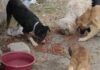 Piden rescatar a perritos tras asesinato de su dueño