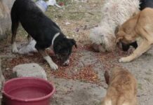 Piden rescatar a perritos tras asesinato de su dueño