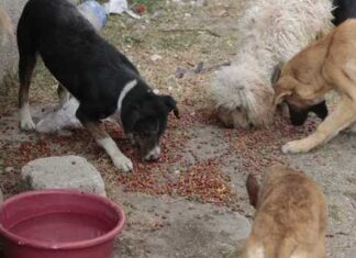 Piden rescatar a perritos tras asesinato de su dueño