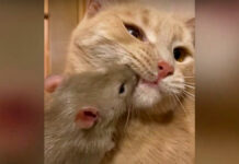¡Aww! Insólita amistad entre gato y ratón sorprende Internet ratón
