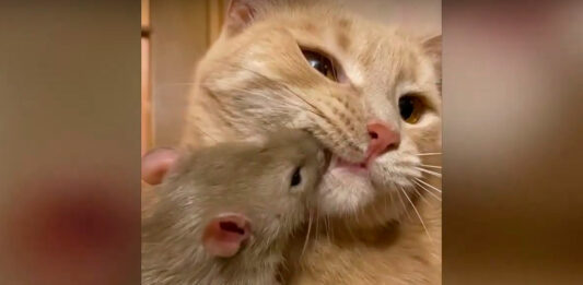 ratón