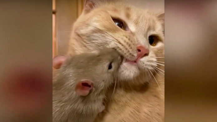 raton ratón