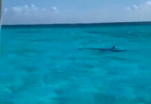 ¡Checa! Turistas captan ataque de tiburón en Cozumel Cozumel tiburón